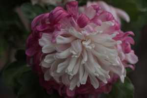 CHRYSANTHEMUM-24 (32)